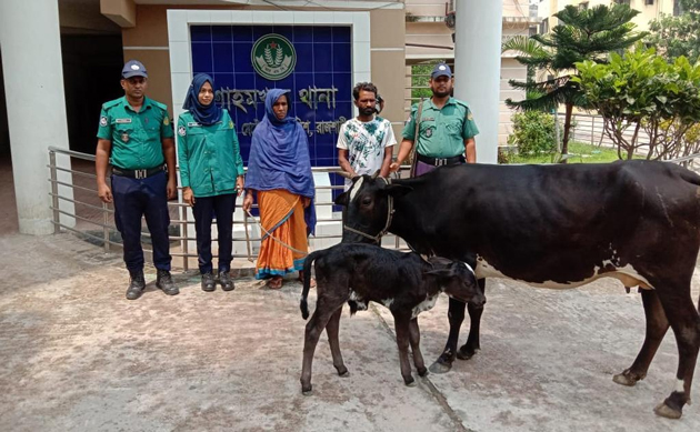 রাজশাহীতে নারীসহ ১ গরু চোর গ্রেপ্তার