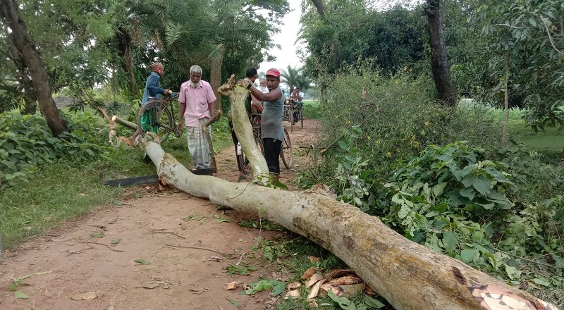 চাঁপাইনবাবগঞ্জের ভোলাহাটে উপজেলার গোয়ালবাড়ি টেন্ডার ছাড়াই বন বিভাগের গাছ কাটার অভিযোগ