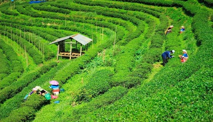 দেশে চা উৎপাদনে রেকর্ড