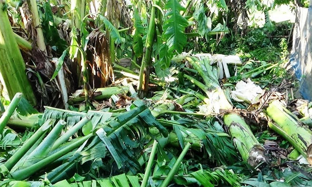 কচুয়ায় সিত্রাং এর তান্ডবে ভেঙে গেল কলাচাষীর স্বপ্ন