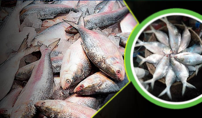 ইলিশ শিকারের শেষ দিনে দামে হতাশ ক্রেতারা