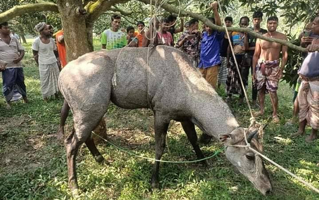 শিবগঞ্জ সীমান্তে নীলগাই উদ্ধার