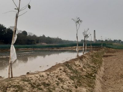 শিবগঞ্জে পাউবো’র সরকারি গাছ উঠিয়ে নেয়ার অভিযোগ