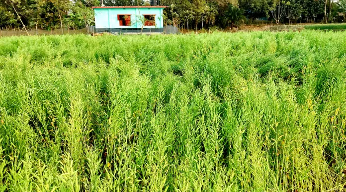 নাচোলে বৃদ্ধি পেয়েছে সরিষার আবাদ