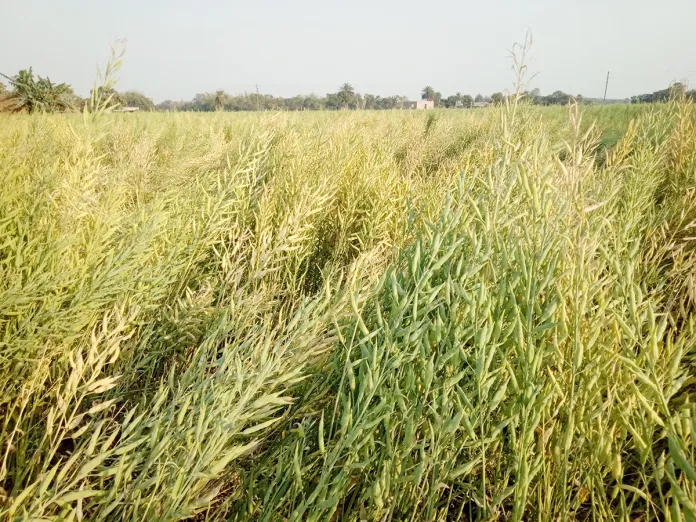 সরিষার উৎপাদন লক্ষ্যমাত্রা ছাড়িয়ে যাবে