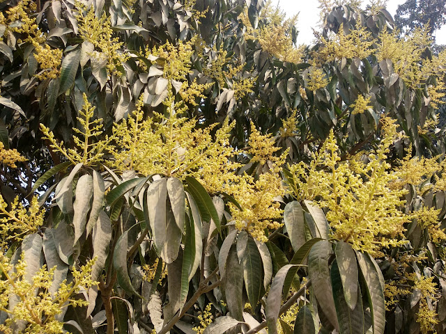 আবহাওয়া বিরূপ না হলে আমের রাজধানীতে ভাল ফলনের স্বপ্ন চাষীদের