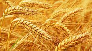 আন্তর্জাতিক বাজারে কমেছে গমের দাম
