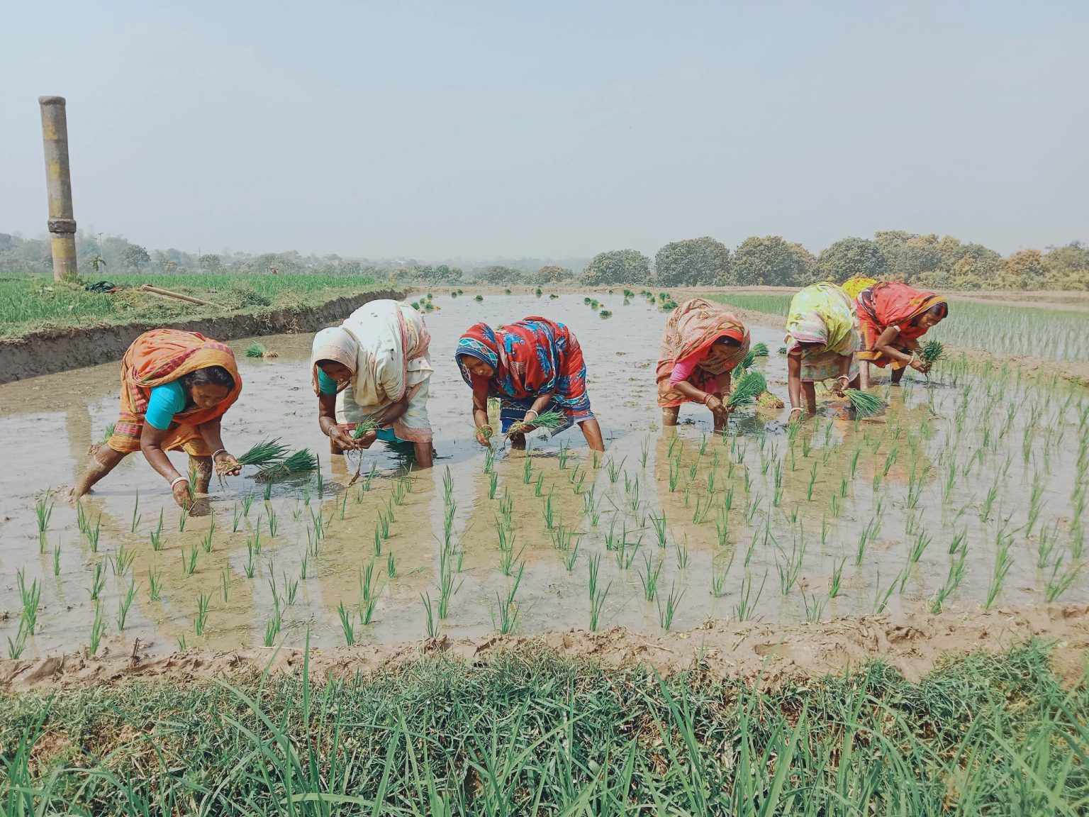 গোমস্তাপুরে ব্যস্ত সময় পার করছে কৃষকরা এখন তা শেষের পথে