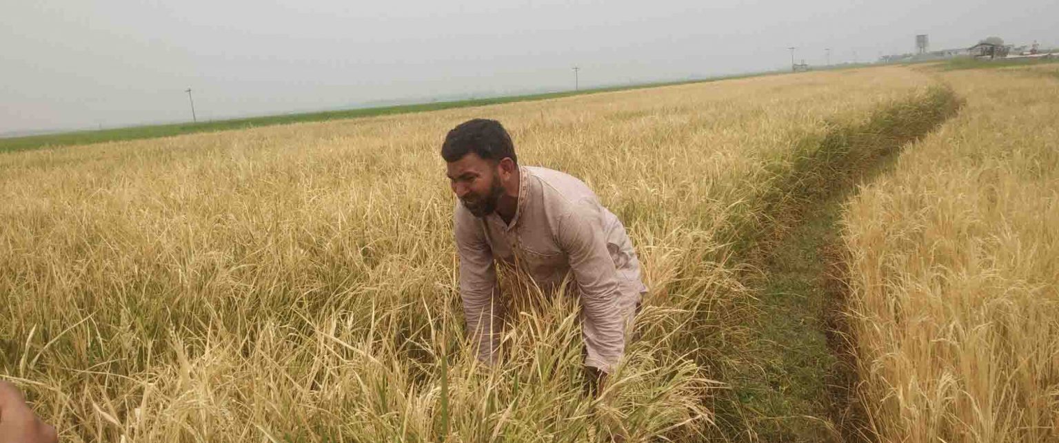 ভোলাহাটে পূর্বশত্রতার জেরে নষ্ট হলো সাড়ে ৪ বিঘার ধান : গ্রেফতার-১