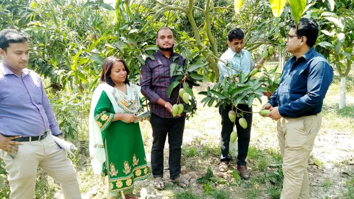 স্বপ্ন দেখাচ্ছে গোলাম মোস্তফার আমবাগান