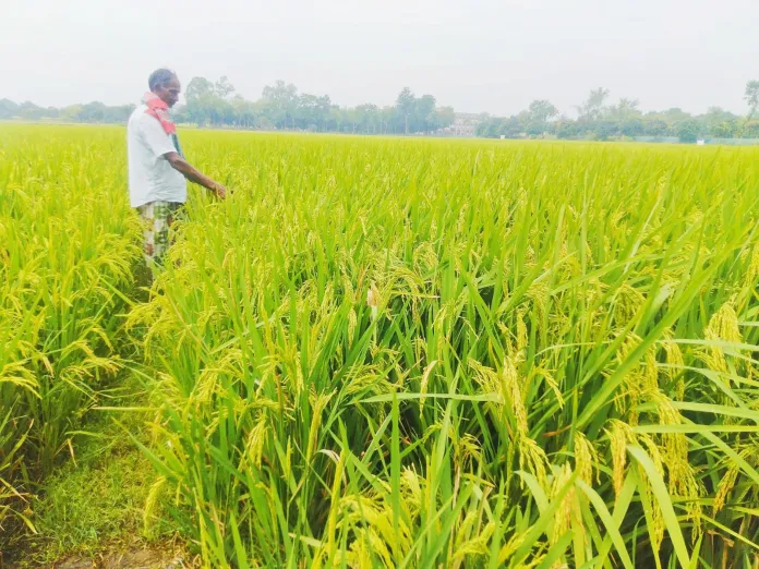 গোমস্তাপুরে বিঘাপ্রতি আড়াই হাজার টাকা খরচে ৪০ মণ ফলনের আশা কৃষকদের