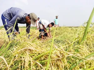 ভোলাহাটে কৃষকের ধান কেটে দিলো ছাত্রলীগ