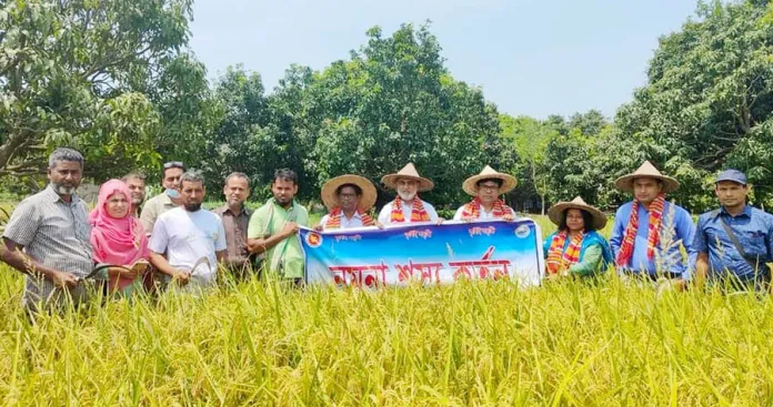 চাঁপাইনবাবগঞ্জে সিনজেনটা ১২০৩ ও ব্রি ধান ৮৮ এর বাম্পার ফলন