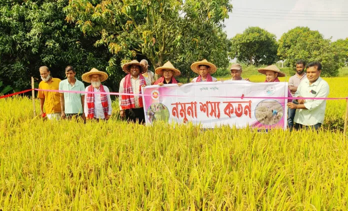 গোমস্তাপুরে ব্রিধান-৮৯ বিঘায় ফলন ৩০ মণ, শুরু হয়েছে কাটা