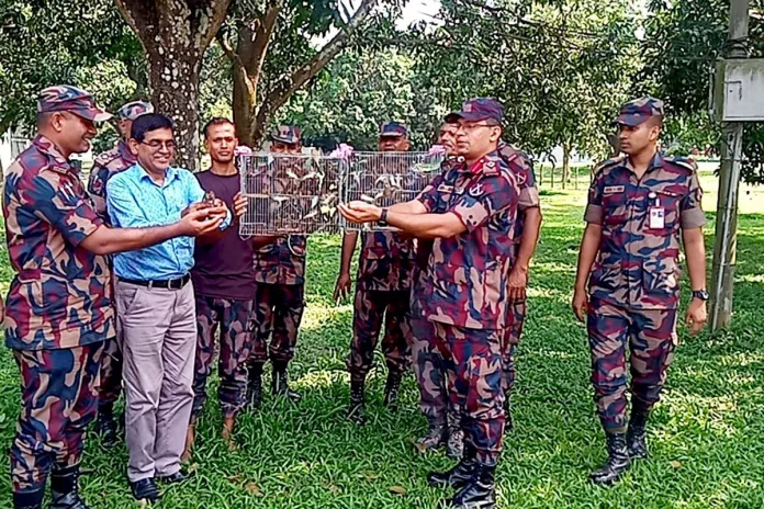 চাঁপাইনবাবগঞ্জে বিজিবির অভিযানে উদ্ধার ১৫০টি মুনিয়া পাখি, পরে অবমুক্ত