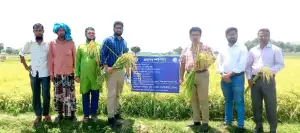 আগামী বোরো মৌসুমে বিনাধান-২৫ উৎপাদনে ভালো ভূমিকা রাখবে