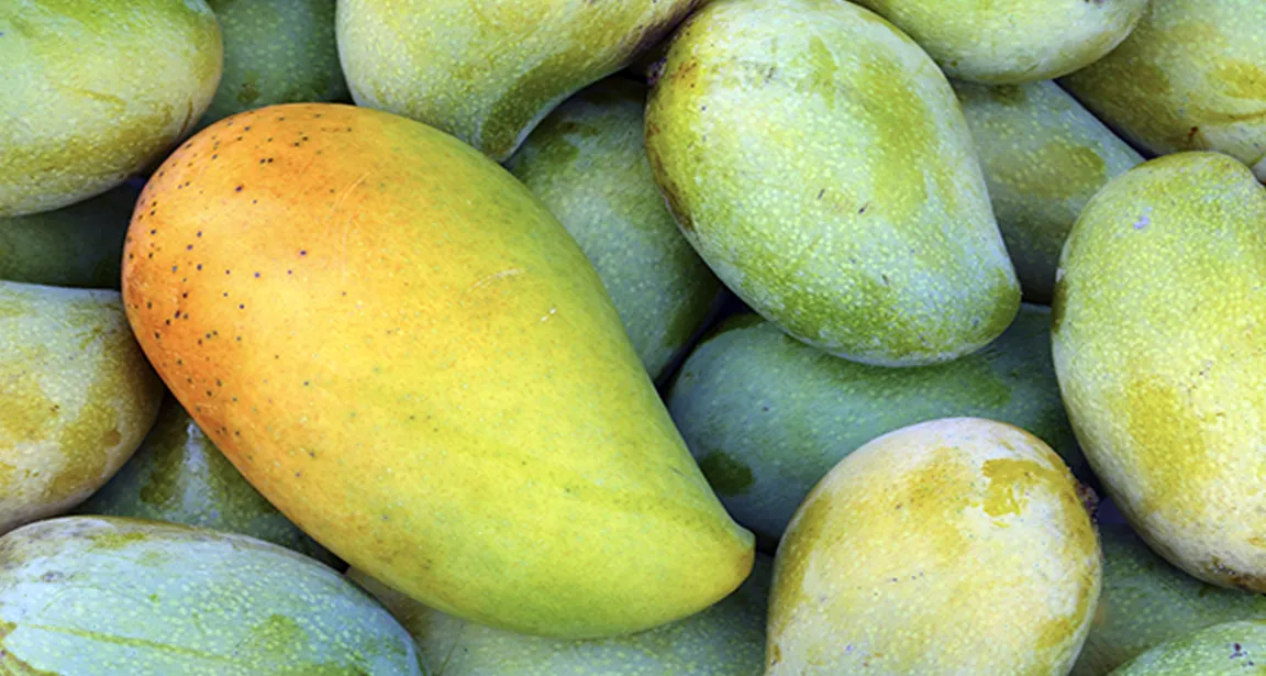 আগামীকাল থেকে বাজারে আসবে রাজশাহীর আম