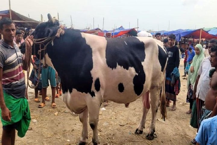 গরুর নাম ‘হিরো আলম,দাম হাঁকা হয়েছে ১৬ লাখ টাকা