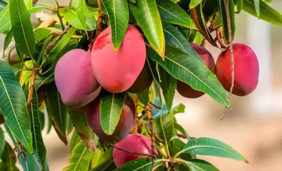 জাপানের মিয়াজাকি আম এত দামি কেন?