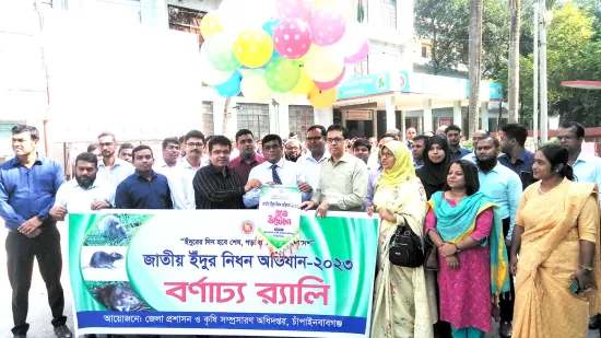 ইঁদুর মানুষের কল্যাণ করে না ক্ষতি করে : চাঁপাইনবাবগঞ্জে নিধন অভিযান শুরু
