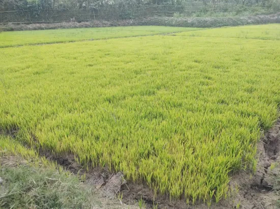 বোরো বীজতলায় প্রস্তুত চারা রোপণ শুরু হচ্ছে শিগগিরই
