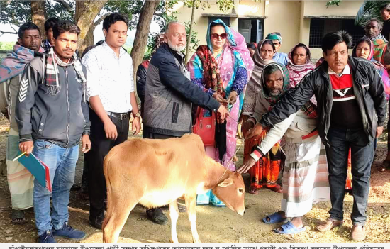 নাচোলে ক্ষুদ্র নৃগোষ্ঠীর মধ্যে গবাদিপশু বিতরণ