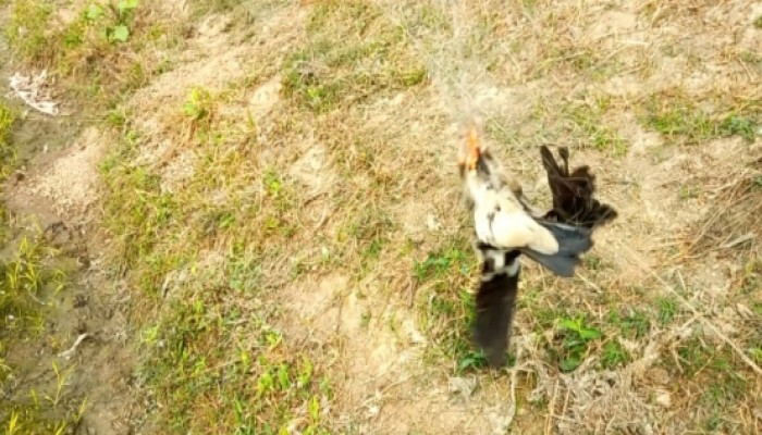 মান্দায় অবাধে চলছে জাল দিয়ে পাখি শিকার