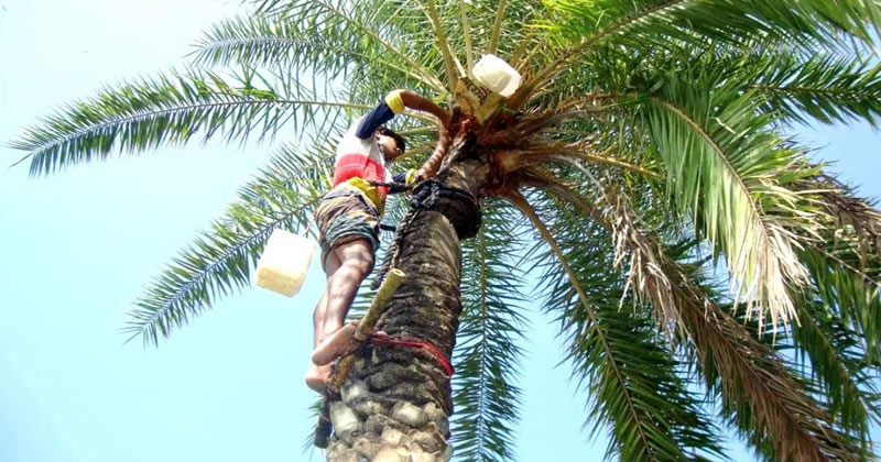 খেজুর রস সংগ্রহে ব্যস্ত গাছিরা