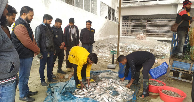 জাটকা ইলিশ ও জেলিযুক্ত চিংড়ি বিক্রয়ের অপরাধে মাছ ব্যবসায়ীদের জরিমানা