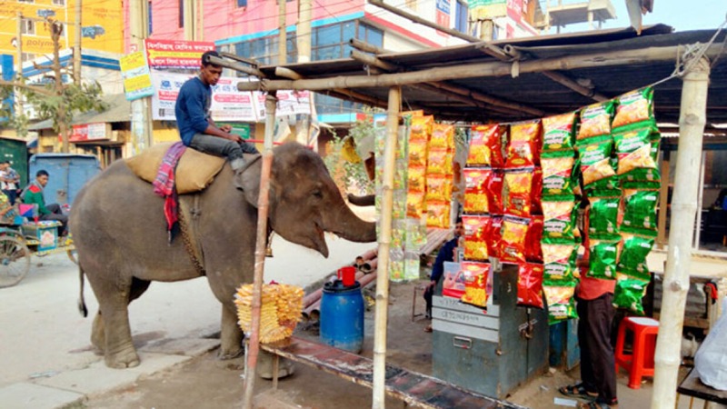 হাতি পালনের লাইসেন্স দেওয়া স্থগিত রাখার নির্দেশ