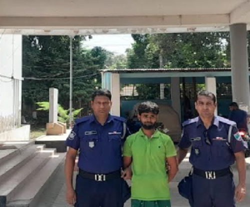 মোল্লাহাটে গাঁজাসহ মাদক কারবারি আটক
