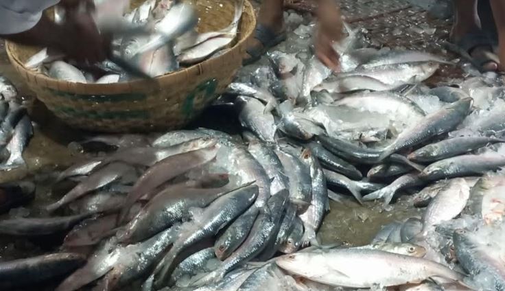 পদ্মা-মেঘনায় ইলিশ নেই, হতাশ জেলে ও ব্যবসায়ী