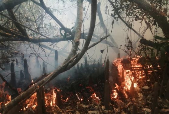 সুন্দরবনের আগুন নেভাতে সময় লাগবে ২-৩ দিন