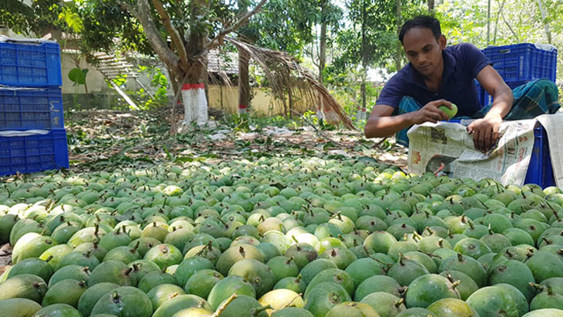 সাতক্ষীরার কোন আম কিনবেন? কখন পাবেন, জানা গেল তারিখ