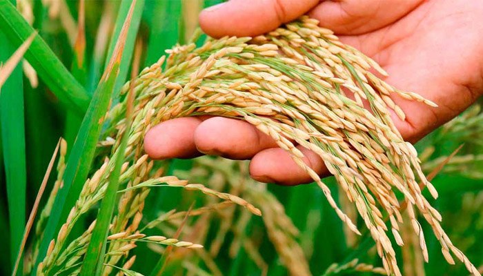 বড়াইগ্রামে নুয়ে পড়া ধান কাটতে হিমশিম