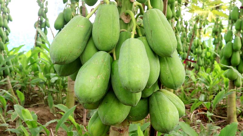 ঠাকুরগাঁওয়ে হলুদের সাথে পেঁপে চাষ করে সকলের নজর কেড়েছেন রবিউল
