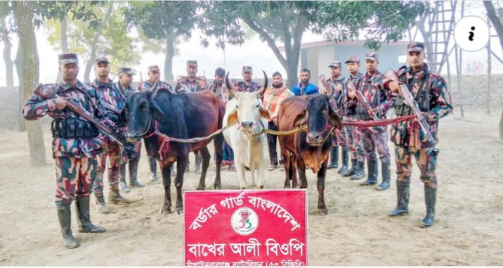 বাখেরআলী সীমান্তে তিনটি ভারতীয় গরুসহ আটক ৩