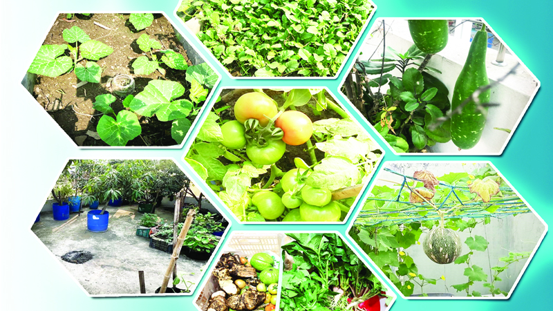শীতের সবজি চাষের প্রস্তুতি