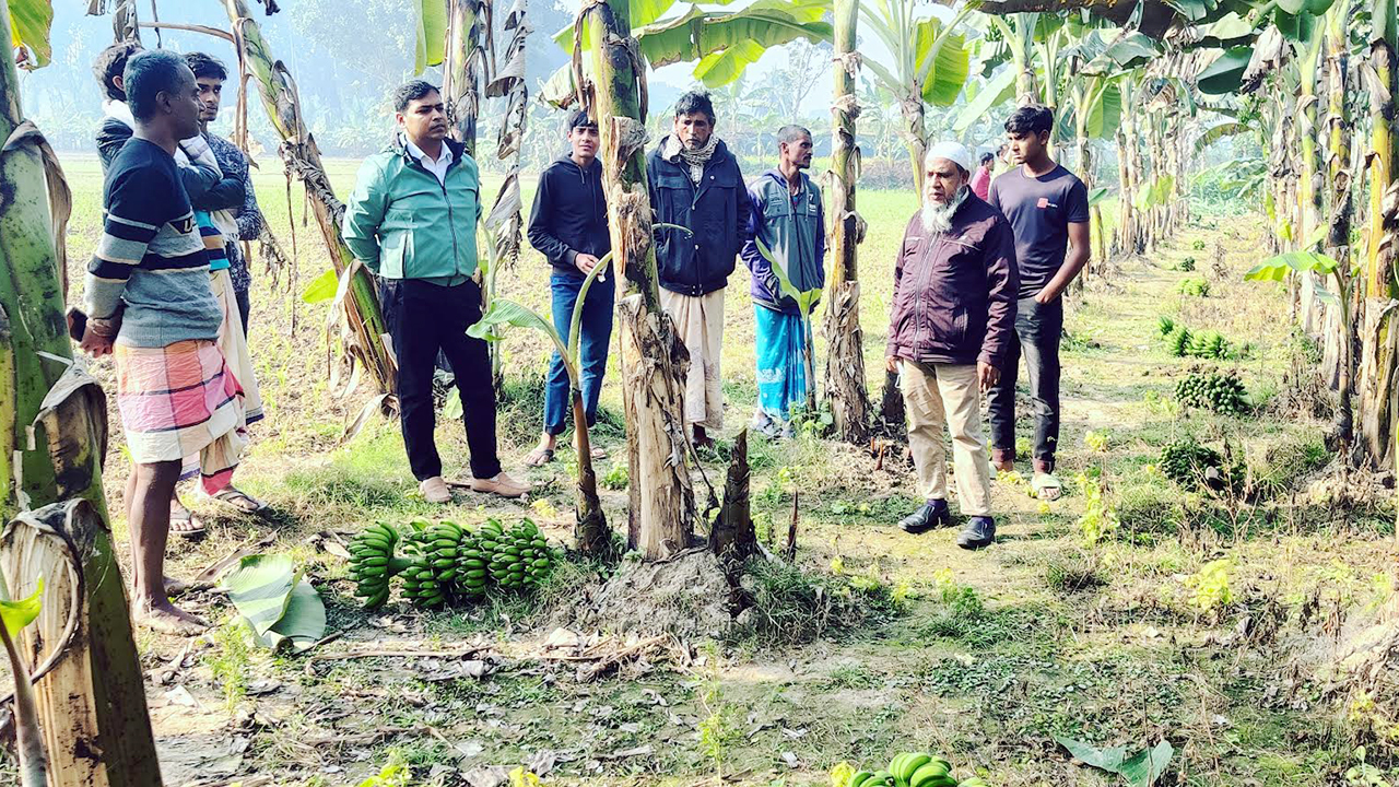 ঝিনাইদহে দুই কৃষকের কলা-ভুট্টা-পান নষ্ট করল দুর্বৃত্তরা