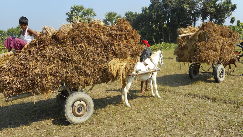 মাগুরায় গোখাদ্য বিচালীর অস্বাভাবিক মূল্য বৃদ্ধি, কৃষক বিপাকে