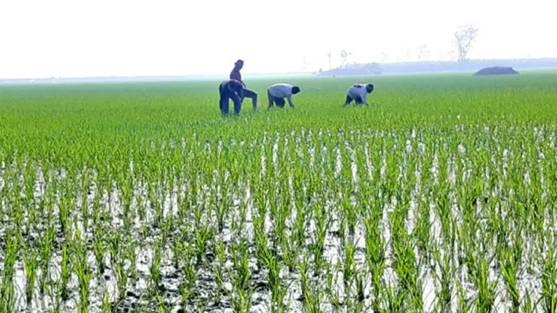 হবিগঞ্জে বোরো ধানের বাম্পার ফলনের সম্ভাবনা