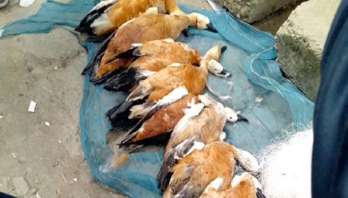 পদ্মার চরে পরিযায়ী পাখি নিধনে পাখিশূন্য হয়ে পড়ছে রাজশাহী