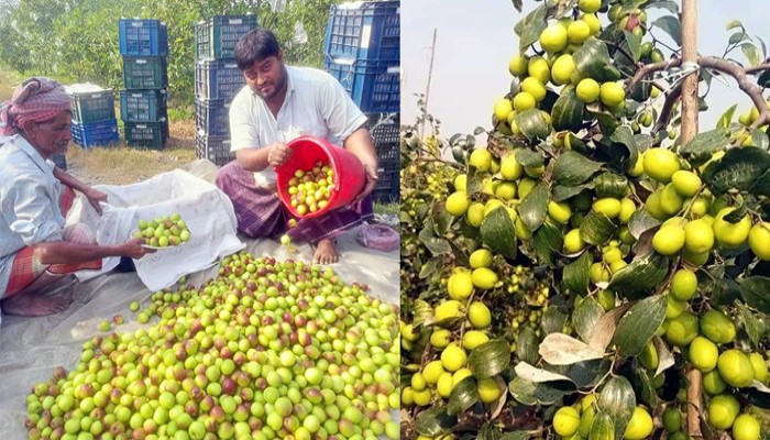 বাঘায় পদ্মার চরে বল সুন্দরী চাষে ভাগ্য বদলাল কৃষকদের