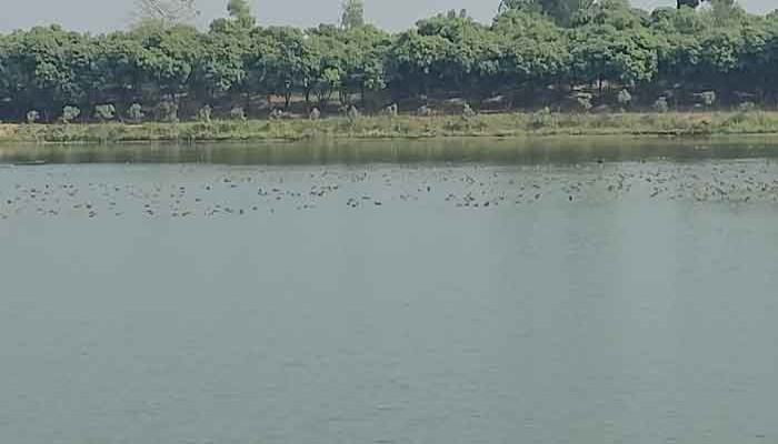 রাণীশংকৈল রামরাই দিঘিতে পাখিপ্রেমী পর্যটকদের ভীড়