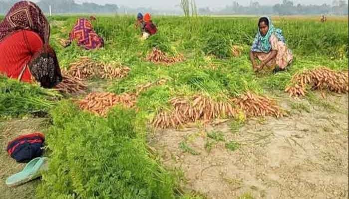 মান্দায় কোটি টাকার গাজর বিক্রি