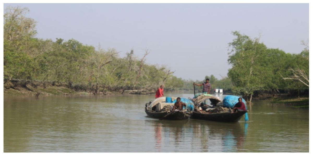 সুন্দরবনে কাঁকড়া ধরায় নিষেধাজ্ঞা