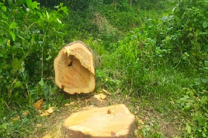 জামালপুরে গাছ কাটতে গিয়ে চাপা পড়ে শ্রমিকের মৃত্যু