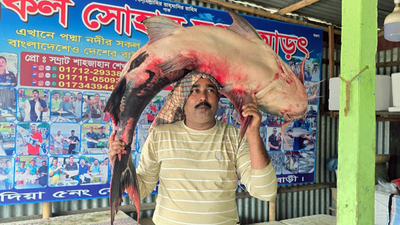 পদ্মায় ধরা পড়লো ৪২ কেজির বাঘাড় মাছ