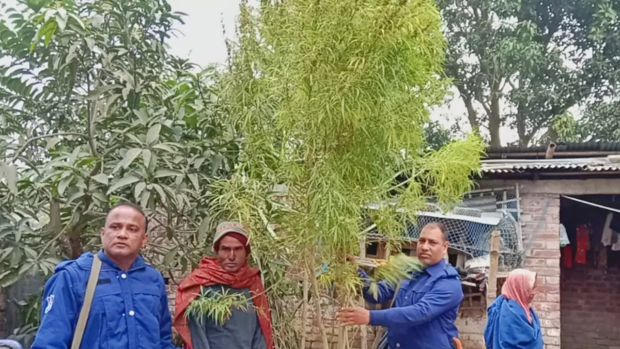 উঠানে গাঁজা চাষ করে আটক এনামুল