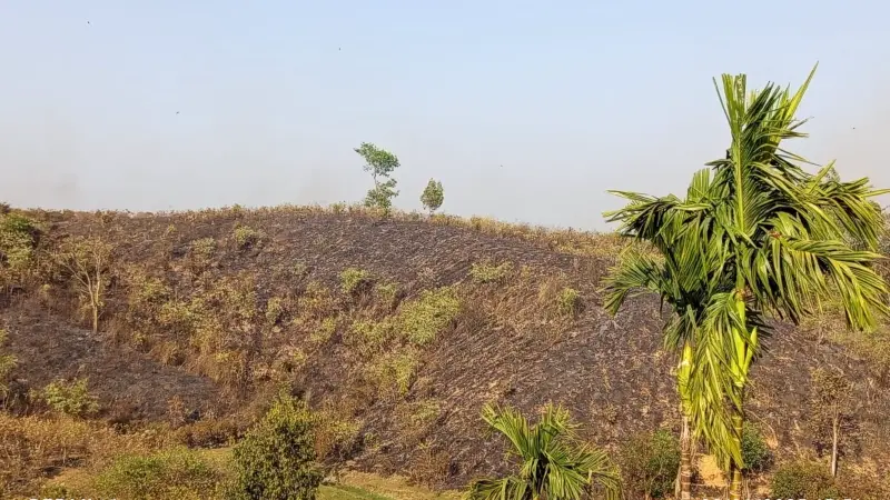 কমলগঞ্জের লাউয়াছড়া বনে আগুন, এক একর বন পুড়ে ছাই